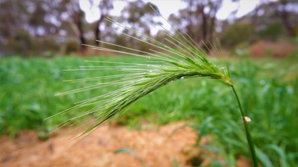 牧草种子图片下载