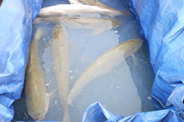 水碗里的草鱼图片下载