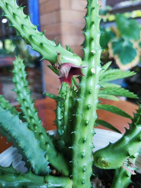 仙人掌图片下载