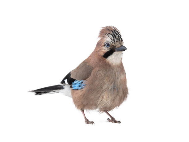 杰伊被隔离在白色背景下图片下载