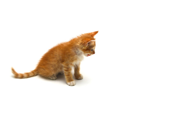 黄色小猫孤立在白色背景上图片下载