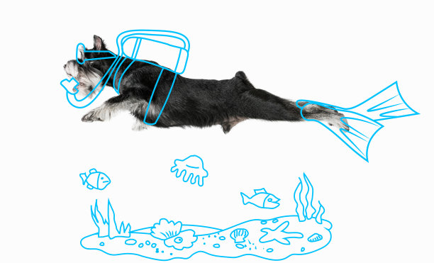 艺术品。滑稽的人像黑色的狗像潜水员孤立的白色工作室背景与图纸。夏季图片下载