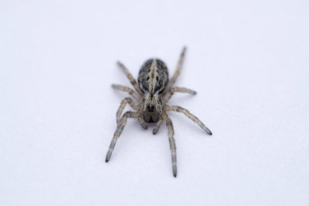 社会性蜘蛛，印度马哈拉施特拉邦，萨塔拉图片下载