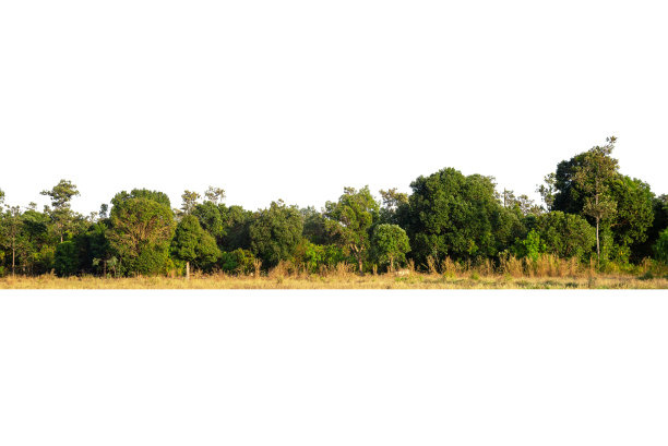 高清晰度树形线孤立视图图片下载