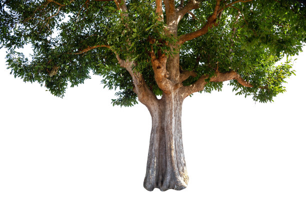 树的底部的图像图片下载