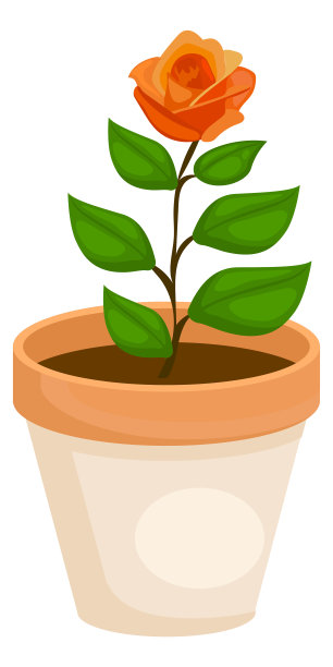 花盆玫瑰图片下载