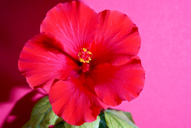 在巴伐利亚当地花园拍摄的红花图片下载