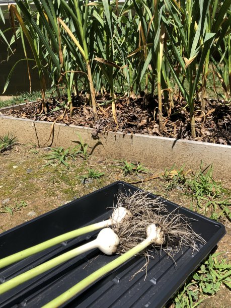 只是选择了大蒜图片下载