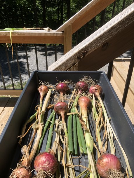 就拿洋葱图片下载