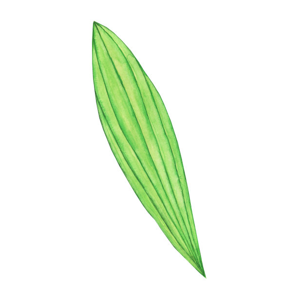 在白色背景上分离的簇棱皮草的单叶。水彩手绘插图。车前草或英国车前草属草本植物。图片下载