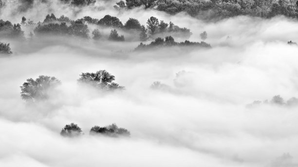 日出时雾中的树木，阿尔卑斯山脉图片下载