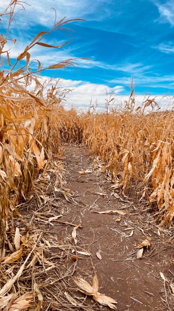 玉米迷宫入口在美丽的蓝天下，在秋高气爽的早晨-股票照片图片下载