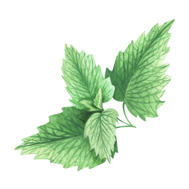 薄荷。水彩的插图。孤立在白色背景上。为你的设计。图片下载