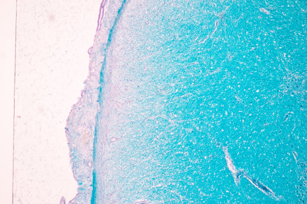 在实验室显微镜下观察小脑、丘脑、延髓、脊髓和运动神经元。图片下载