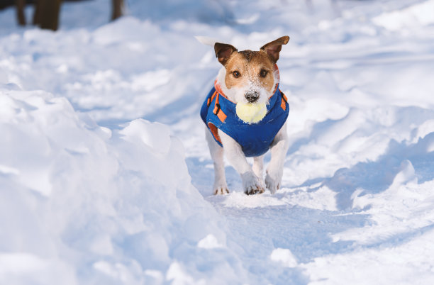 在阳光明媚的冬日，一只穿着暖和夹克的小狗在雪地里跑着取网球图片下载