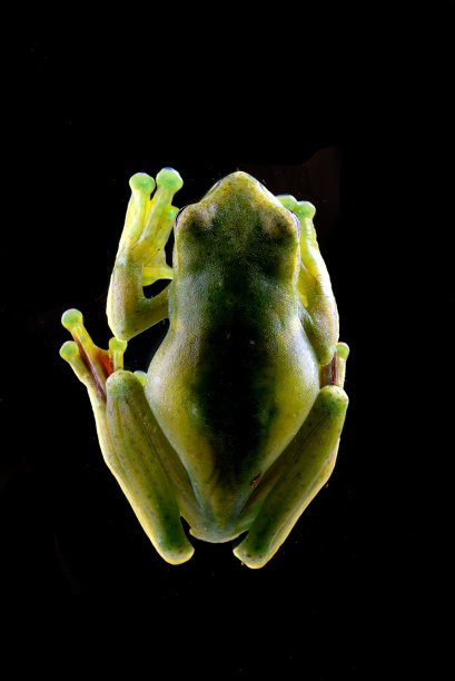 从上面看到的马来亚树蛙的细节图片下载