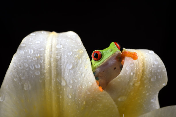 红眼树蛙挂在大树叶上图片下载