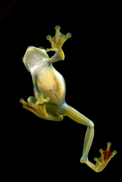 从下面看到的绿色飞蛙的细节图片下载