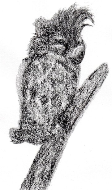 澳大利亚本土鸟类，黑帮凤头鹦鹉图片下载