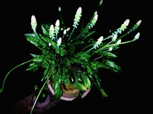 美丽的花朵图片下载