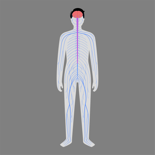 人类神经系统图片下载