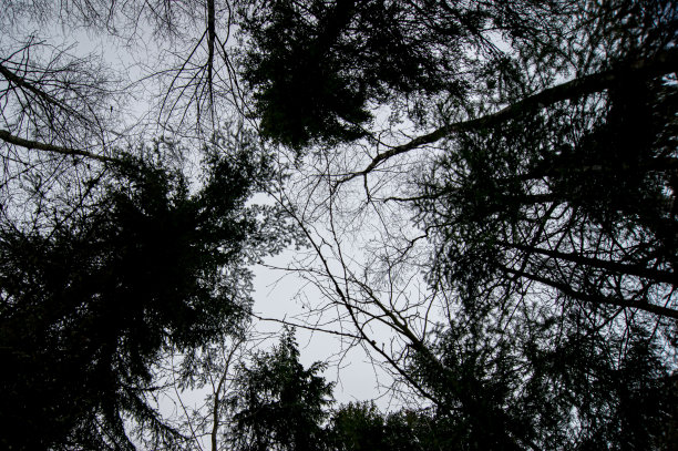 浓密的树冠。冬天的森林有时看起来很不吉利。图片下载