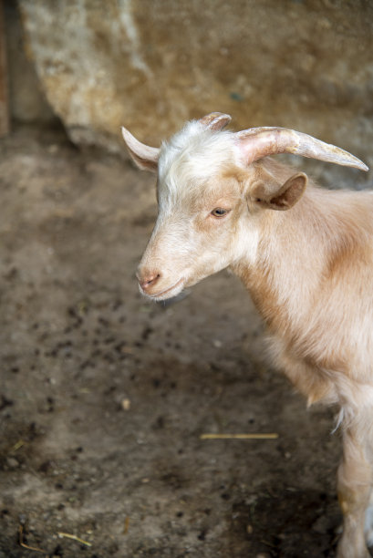 山羊在喝水。阳光照在水面上图片下载