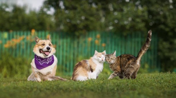 在夏日阳光明媚的花园里，绿茵茵的草坪上，柯基犬看着爱抚着的猫咪图片下载