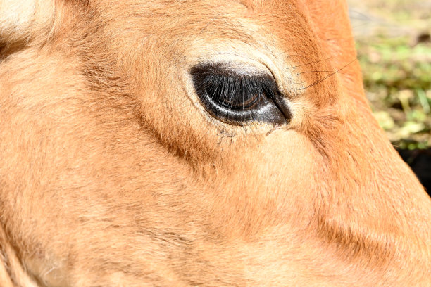 特写红棕色的牛的前面，黑眼睛的上方，出焦灰棕色的背景。图片下载