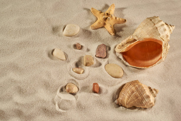 海滩上的海星和贝壳图片下载