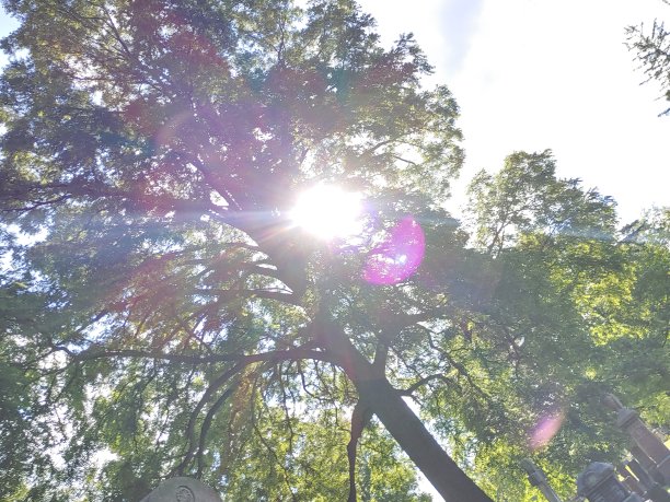 墓地里的太阳和树图片下载