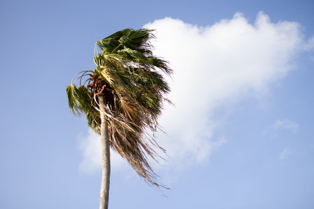 棕榈树衬着蓝天与云彩，阳光旅行的背景，棕榈树的叶子在风中摇曳。图片下载