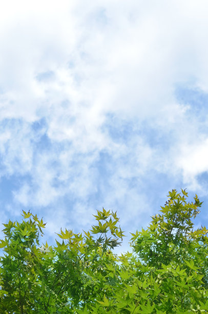 绿色的枫树和蓝色的天空图片下载