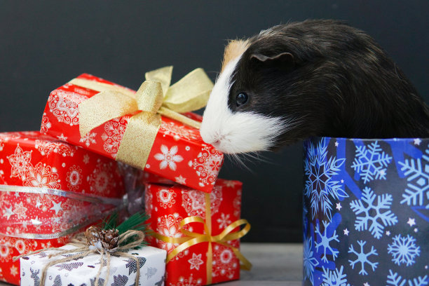 黑色背景上的豚鼠和许多礼物图片下载