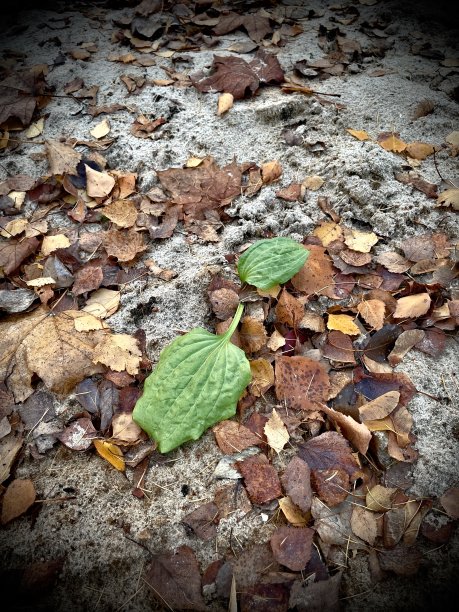 绿色的芭蕉在秋叶的沙滩上图片下载