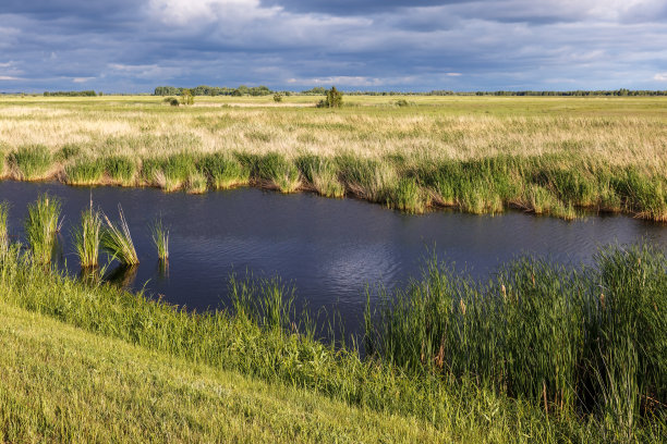 沼泽景观美丽的景观。图片下载