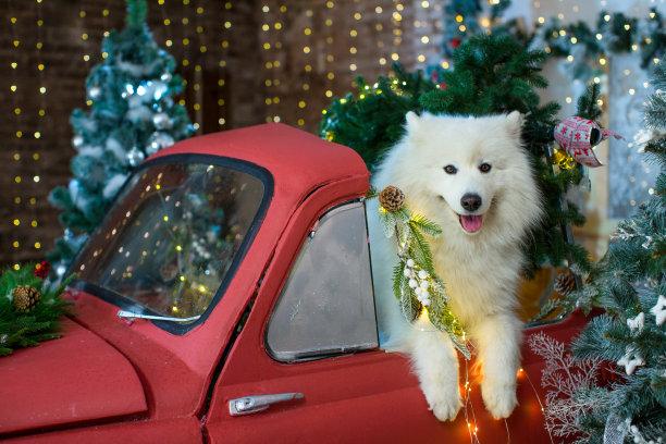 在圣诞树和花环的背景下，一只白色的毛茸茸的萨摩耶坐在一辆红色汽车的后座上。新年贺卡快乐图片下载