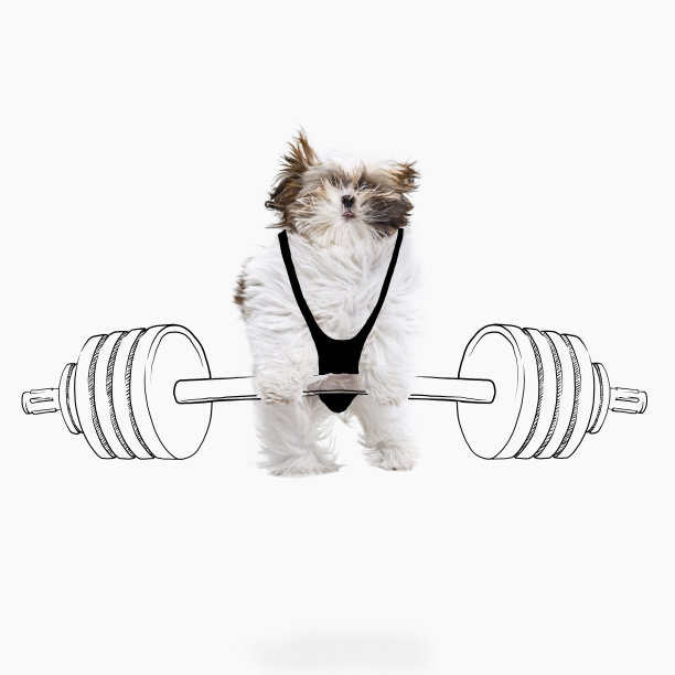艺术品。可爱的犬种的肖像推画杠铃孤立的白色工作室背景与图纸。图片下载
