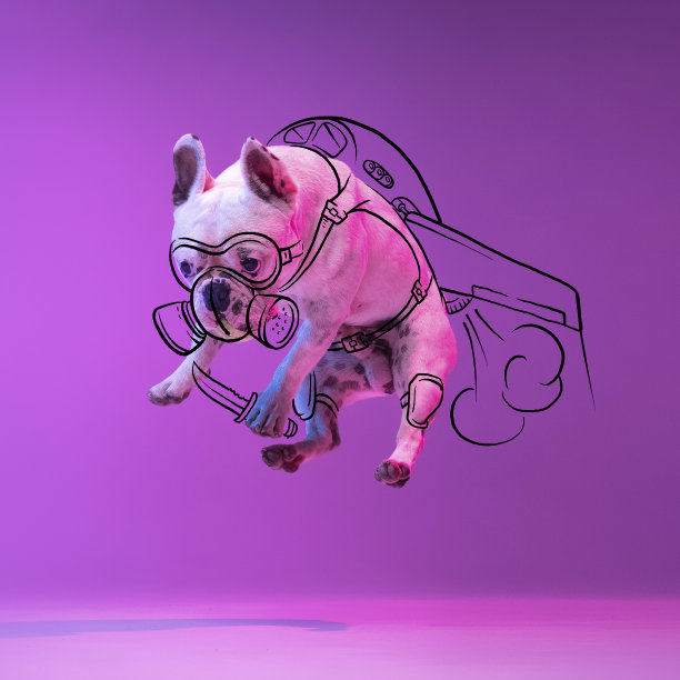 现代艺术作品。一只可爱的小狗，斗牛犬飞翔，跳跃孤立在梯度霓虹灯紫色工作室背景与图纸。图片下载