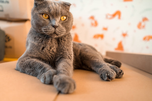 一只黄色眼睛的灰色苏格兰折耳猫滑稽地坐在现代客厅里图片下载