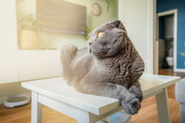 一只黄色眼睛的灰色苏格兰折耳猫滑稽地坐在现代客厅里图片下载