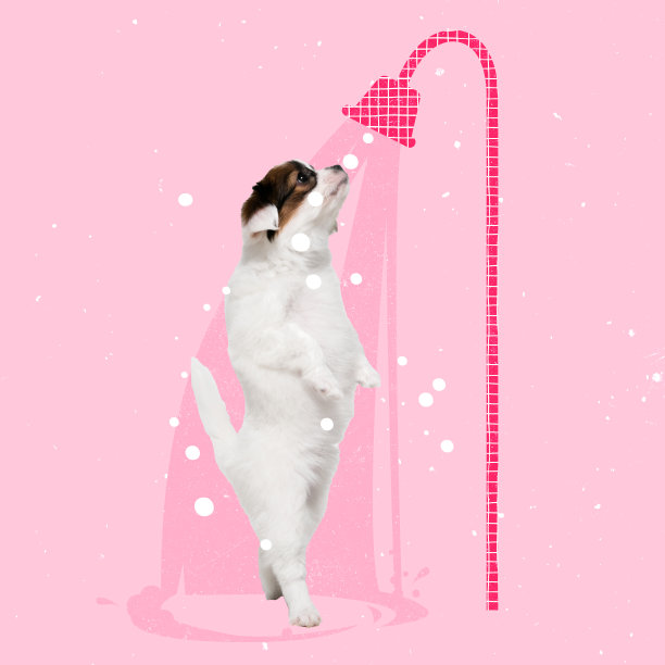 当代艺术拼贴可爱，有趣的小狗，狗站在淋浴，洗澡孤立在粉红色的背景图片下载