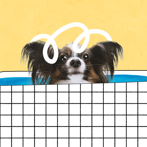 当代艺术拼贴可爱的蝴蝶狗在浴室游泳孤立在黄色背景图片下载