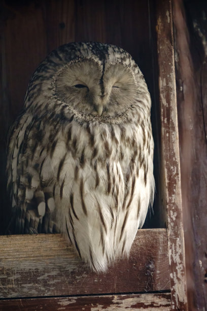 夜猛禽乌拉尔猫头鹰，Strix uralensis，肖像图片下载