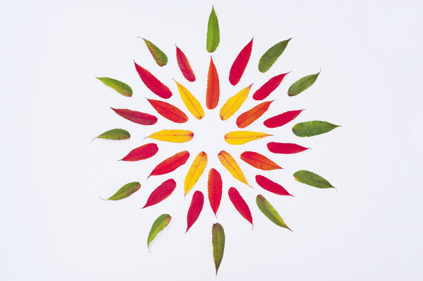 创意概念与多彩的迷你树叶。植物的自然模型。平的树。Saesonal概念。装饰的概念。颜色光谱。图片下载