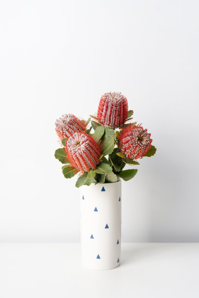 澳大利亚本土的红班克西亚珠蚧安排在一个有趣的白色图案花瓶。图片下载