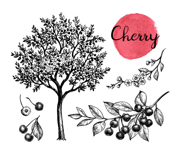 樱桃墨水素描集。图片下载