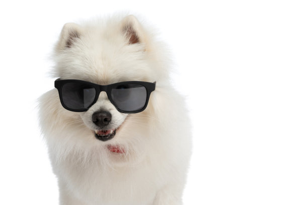 脖子上戴着太阳镜和头巾的博美犬图片下载