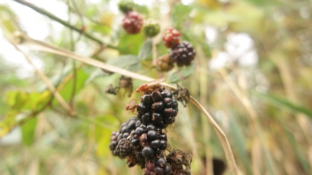 乘坐黑莓图片下载