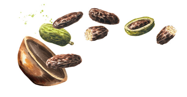 香熏豆与叶子的芳香。水彩手绘插图，孤立在白色背景图片下载